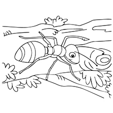230x230 Top 25 Free Printable Ants Coloring Pages Online