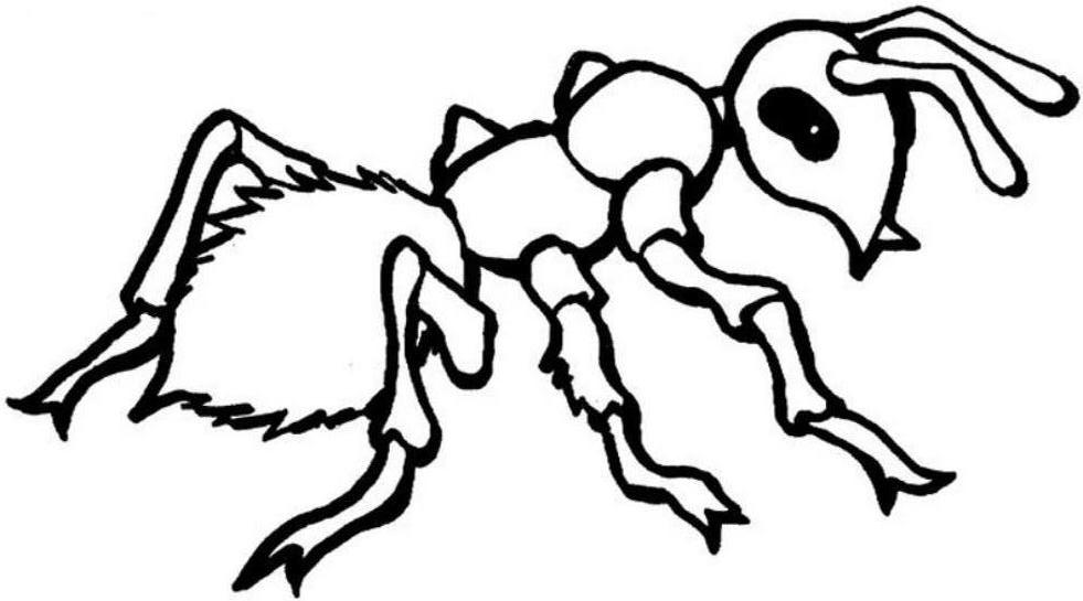 981x545 Ant Coloring Page Free Printable Ant Coloring Pages For Kids Ideas