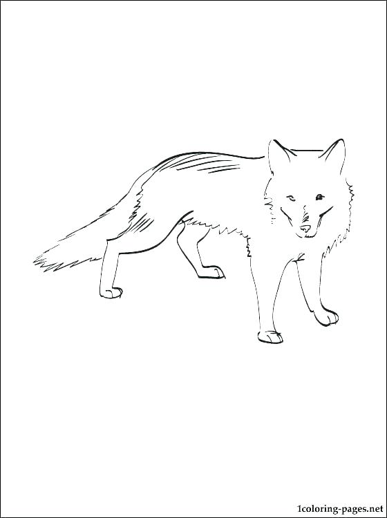 560x750 Antarctica Coloring Pages