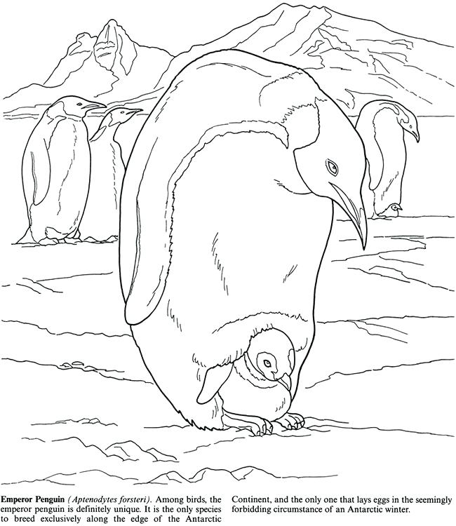 650x750 Antarctica Coloring Page Antarctic Animals Coloring Sheets