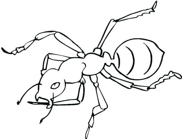 Anteater Coloring Page