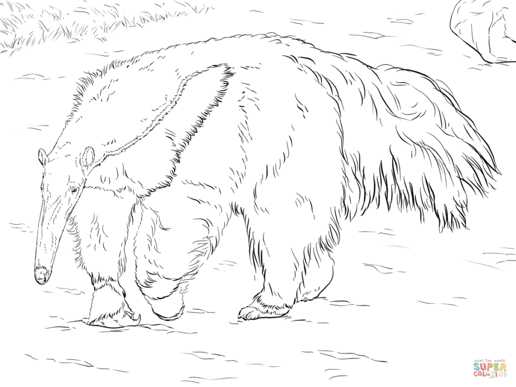 1024x768 Anteater Coloring Page