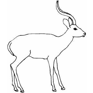 300x300 Antelope Coloring Sheet