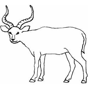 300x300 Antelope Looking At You Coloring Page