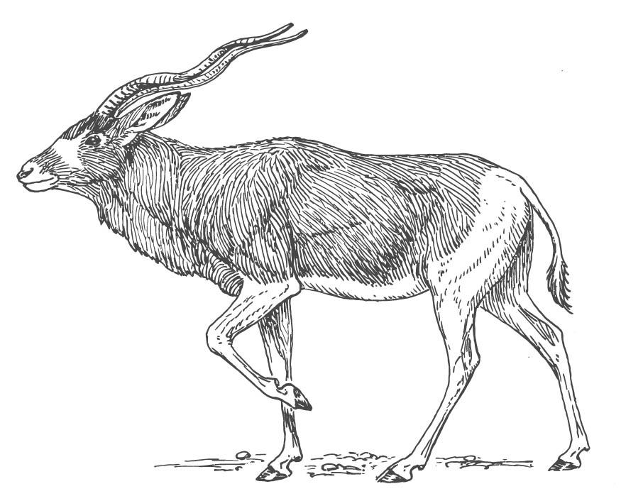 875x706 Coloring Page Antelope