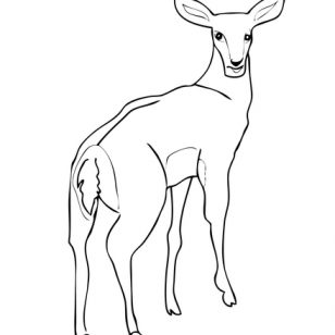 308x308 Images Of Antelopes Coloring Pages