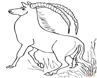 400x322 Addax Antelope Coloring Page African Impala