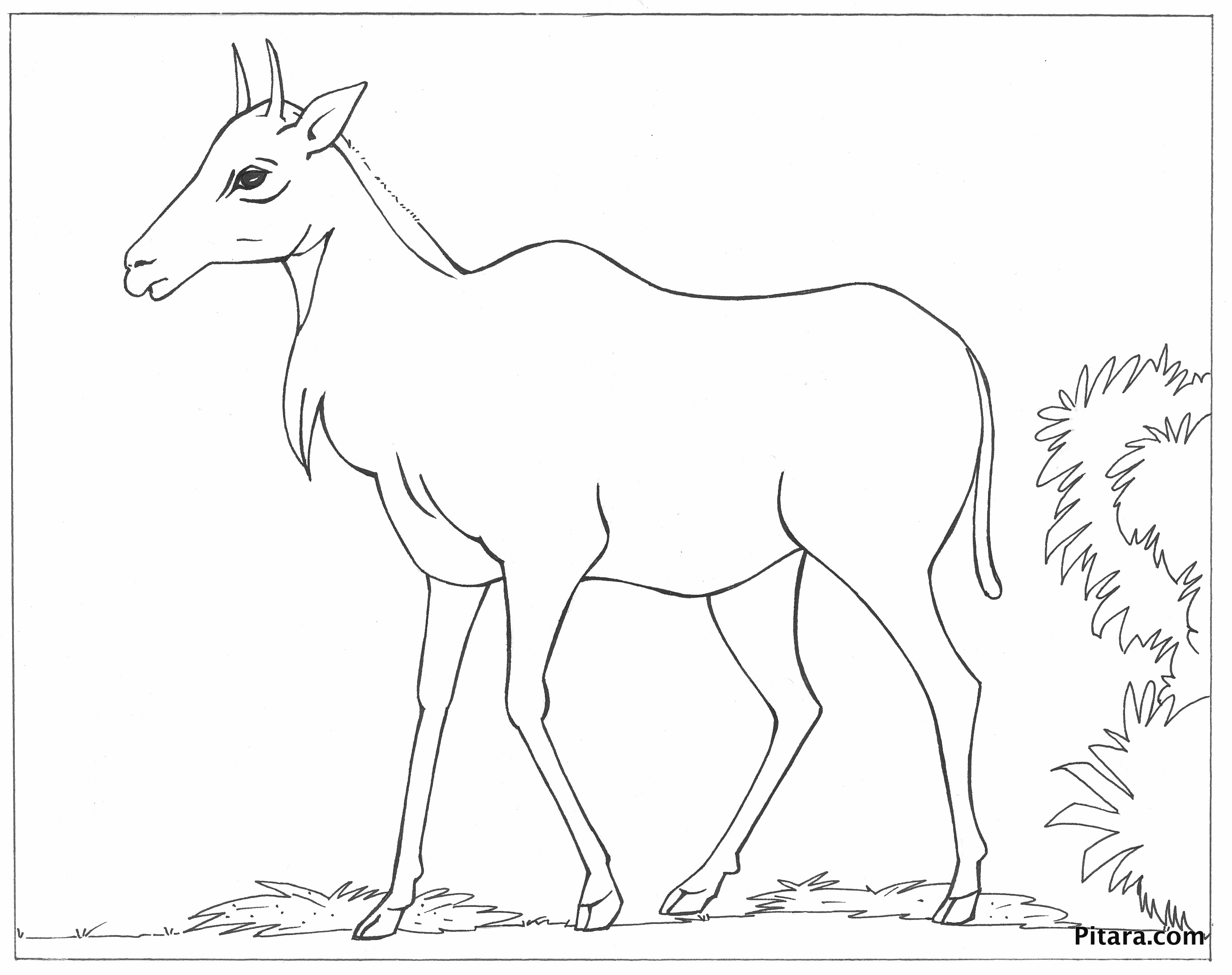 2752x2177 Nilgai (Asian Antelope) Coloring Page Pitara Kids Network