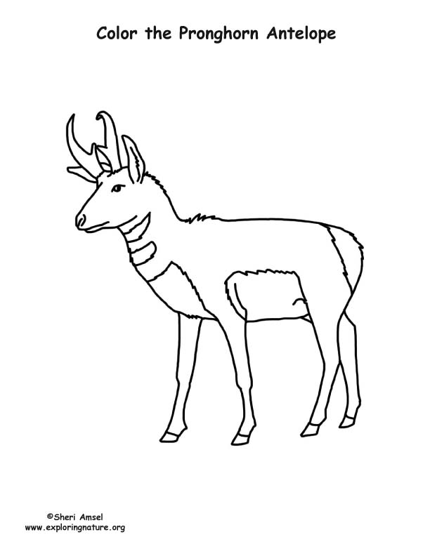 612x792 Pronghorn Antelope Coloring Page