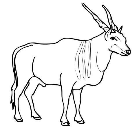 480x445 Savannah And Plains Antelope Eland Coloring Page Ethiopia In