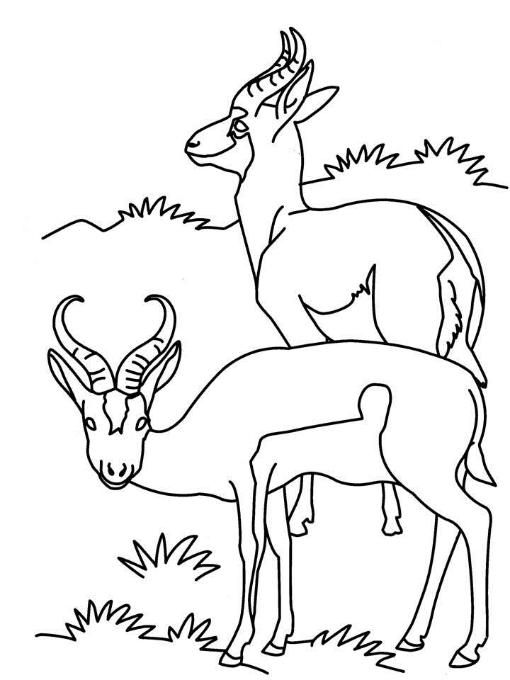 720x960 Two Antelopes Coloring Printable Page For Kids