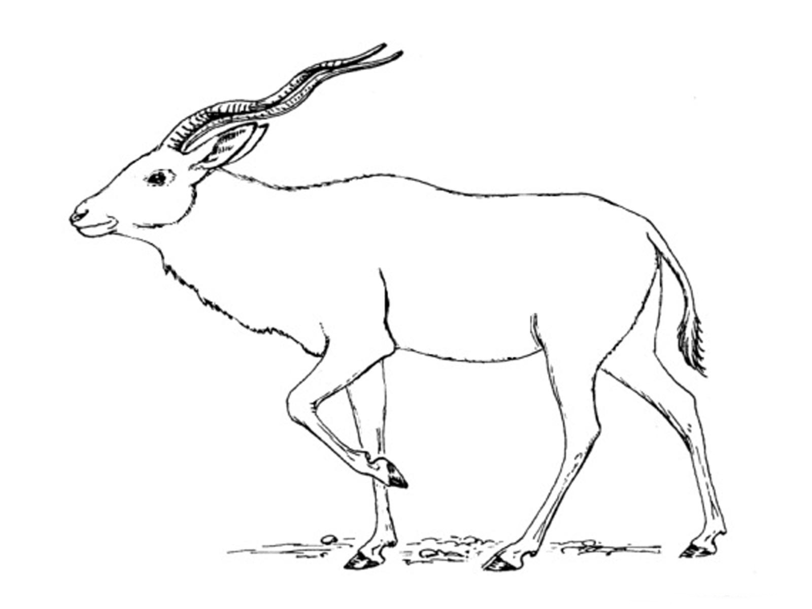 1600x1200 Antelope