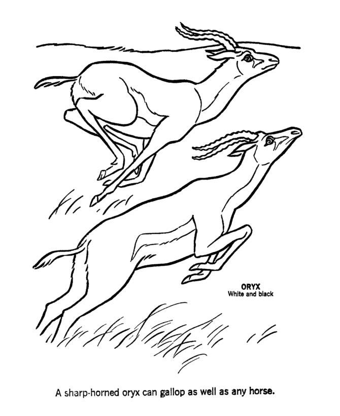670x820 Antelope