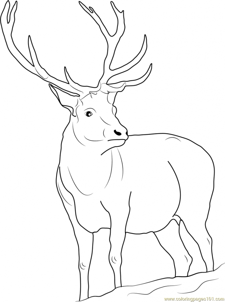 728x978 Deer Coloring Pages And Print For Antler Page Animal Whitetail