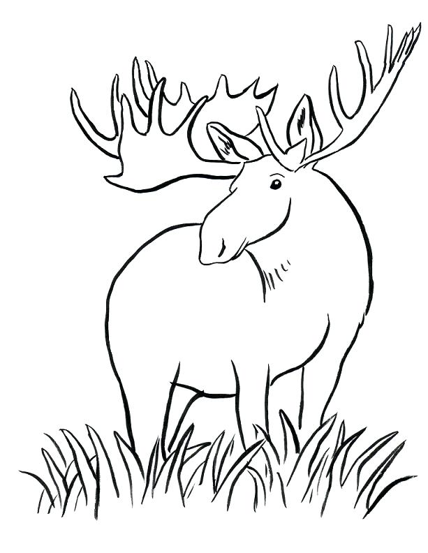 613x792 Moose Coloring Page Moose Coloring Page Moose Antlers Coloring