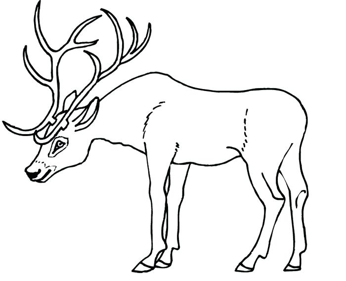700x568 Deer Antler Template Deer Antlers Coloring Page Deer Antler Mount