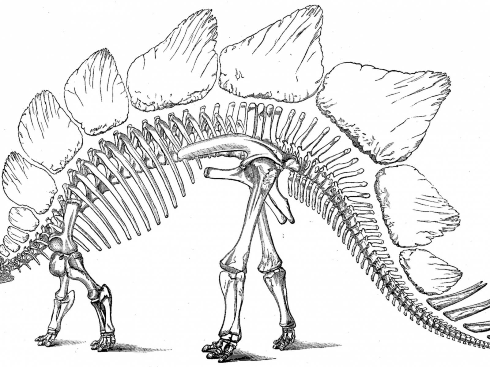 1600x1200 Drawn Dinosaur Stegosaurus Pencil And In Other Dino Coloring Page