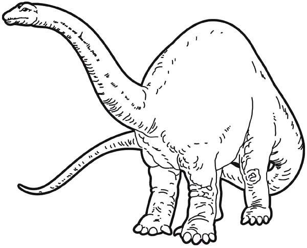 600x484 Female Apatosaurus Coloring Pages Best Place To Color