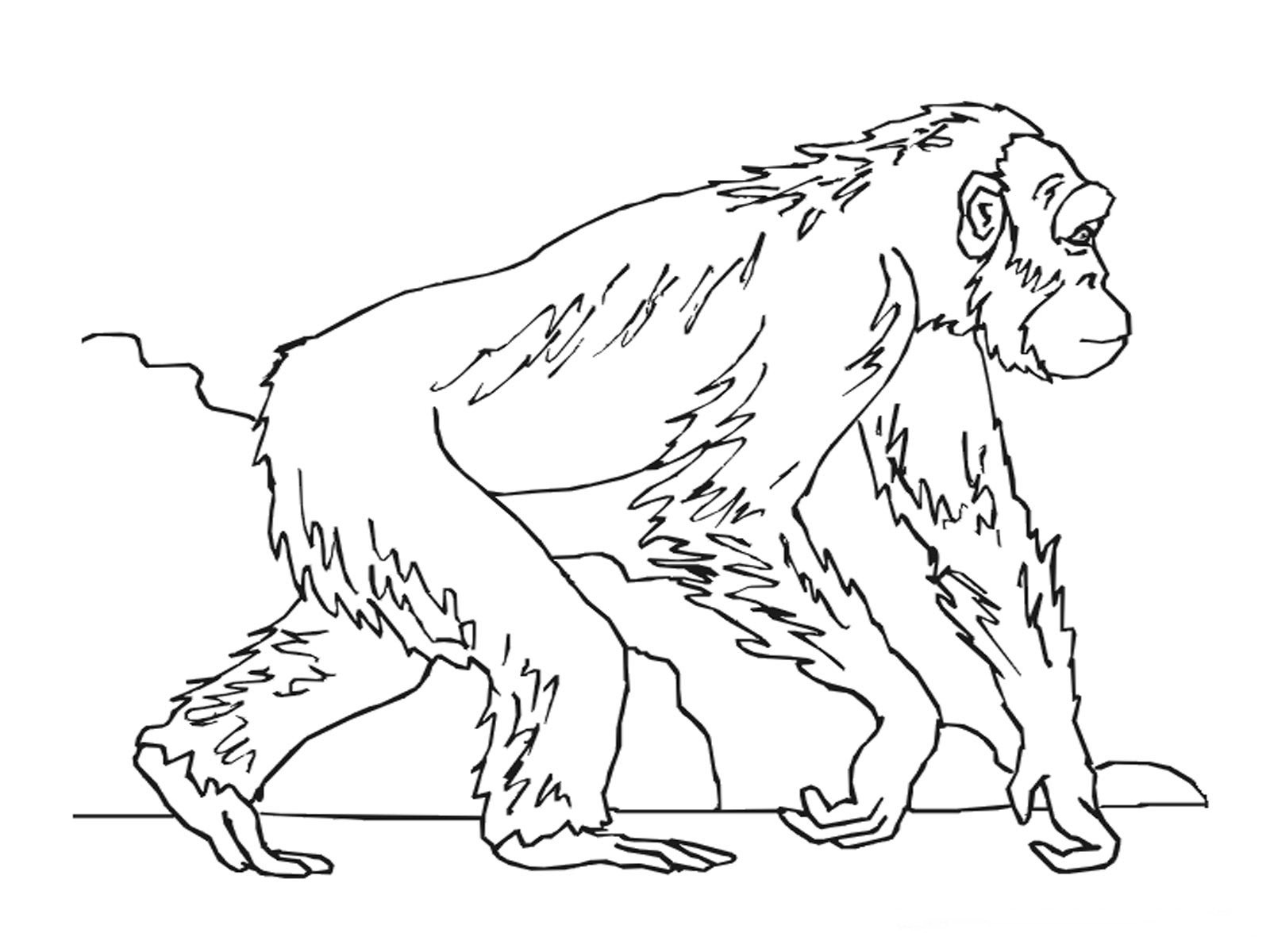 1600x1200 Ape Coloring Pages