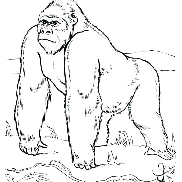 600x600 Gorilla Coloring Pages Free Printable Site 2 Colouring Sheets