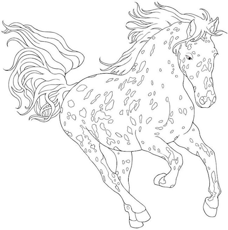 Appaloosa Horse Coloring Pages