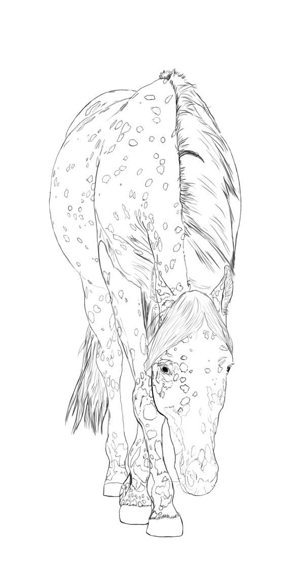 564x1148 Pin By Annakia On Horse Horse