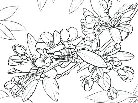 440x330 Coloring Silly Chili Printable Apple Blossom Shopkin Coloring Page