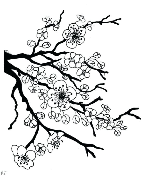 584x730 Coloring Apple Blossom Coloring Page Book Cherry Flower Fun Pages