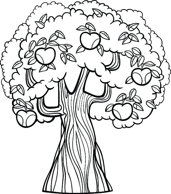 600x684 Apple Coloring Pages For Preschoolers Apple Tree Coloring Pages