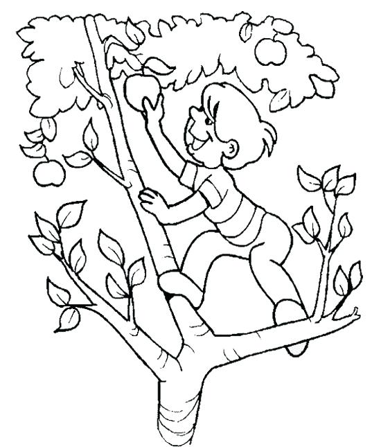 550x645 Apple Tree Coloring Page The Child Apple Picking The Apple Tree