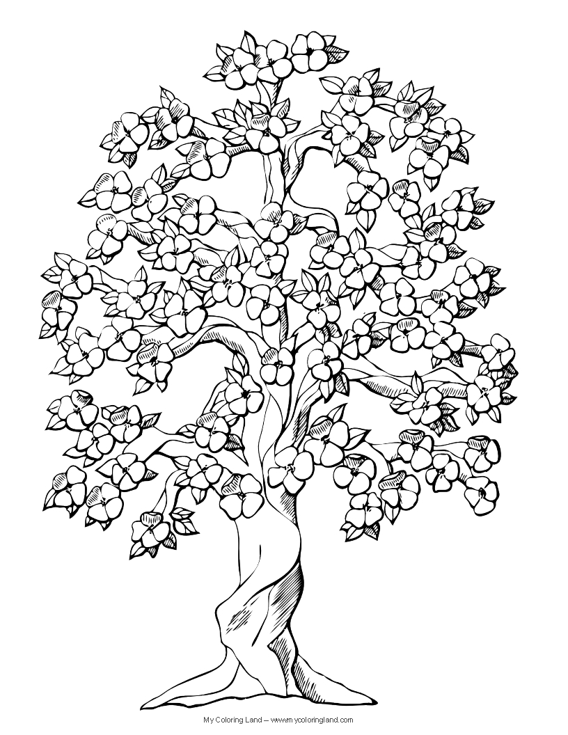 816x1056 Apple Tree Coloring Page Amusing Apple Tree Coloring Page In Apple