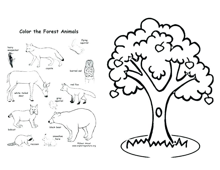 878x678 Apple Tree Coloring Pages Coloring Pages Apple Coloring Page