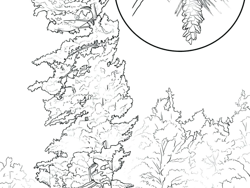 1020x768 Tree Without Leaves Coloring Page Tree Without Leaves Coloring