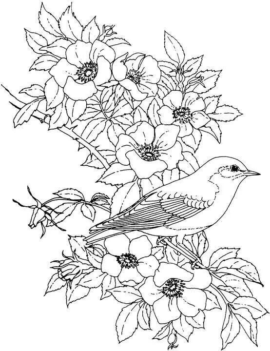 554x720 Pin By Marci Peterson On Adult Coloring Pages Adult