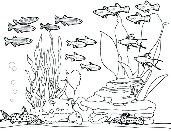 600x464 Aquarium Coloring Pages Aquarium Coloring Pages Unique Fish Tank