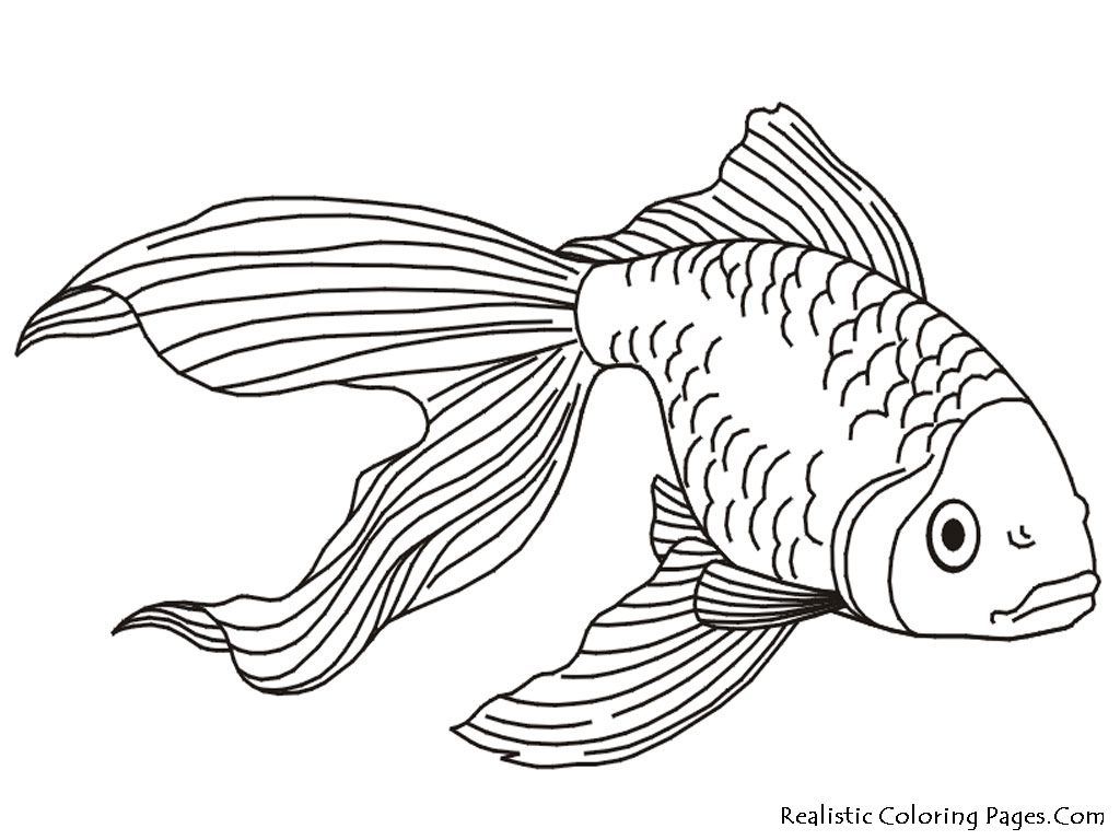 1024x768 Coloring Pages Tropical Fish