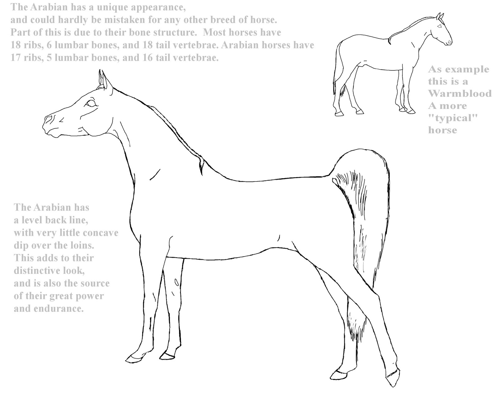 Arabian Horse Coloring Pages