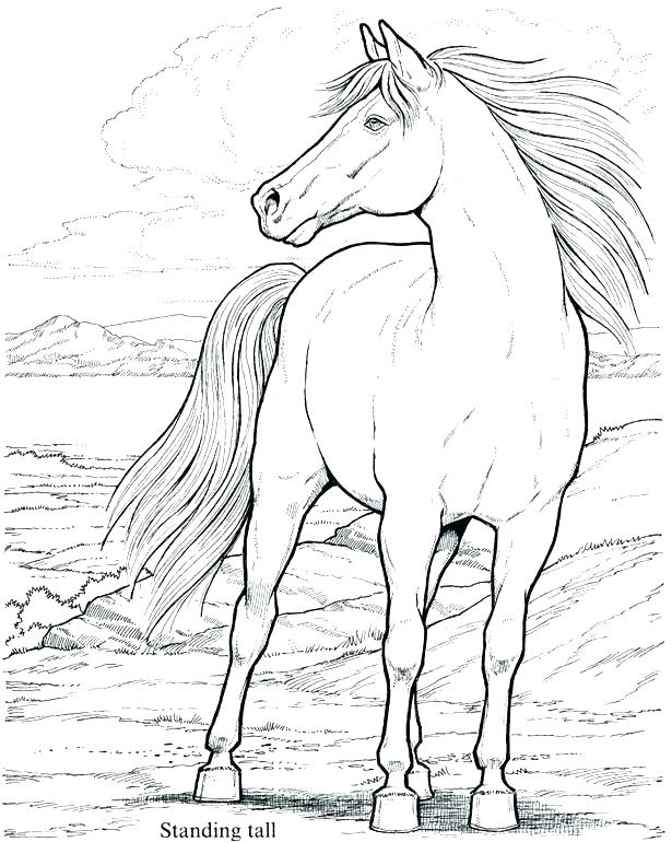 615x770 Horses At Work Coloring Pages The Medium Arabian Horse Coloring
