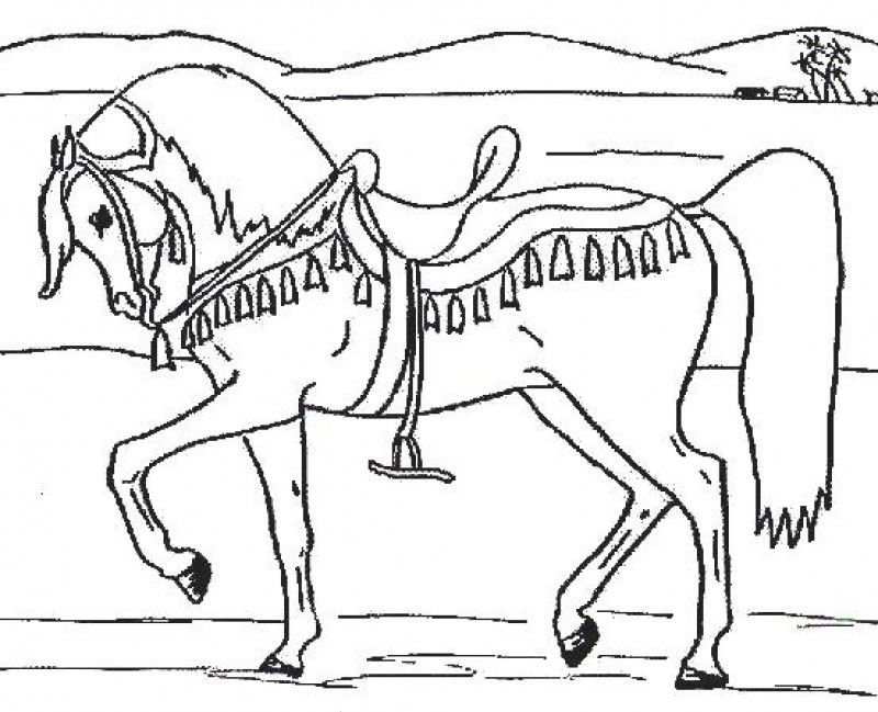 800x649 Innovation Idea Arabian Horse Coloring Pages To Print