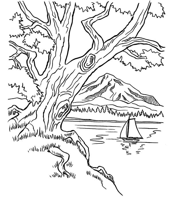 600x734 Trees On Mountains Area On Arbor Day Coloring Pages Best Place