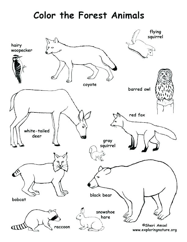 612x792 Arctic Animal Coloring Pages Shippa.co