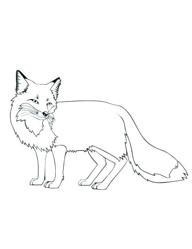 386x500 Arctic Fox Coloring Page Professional