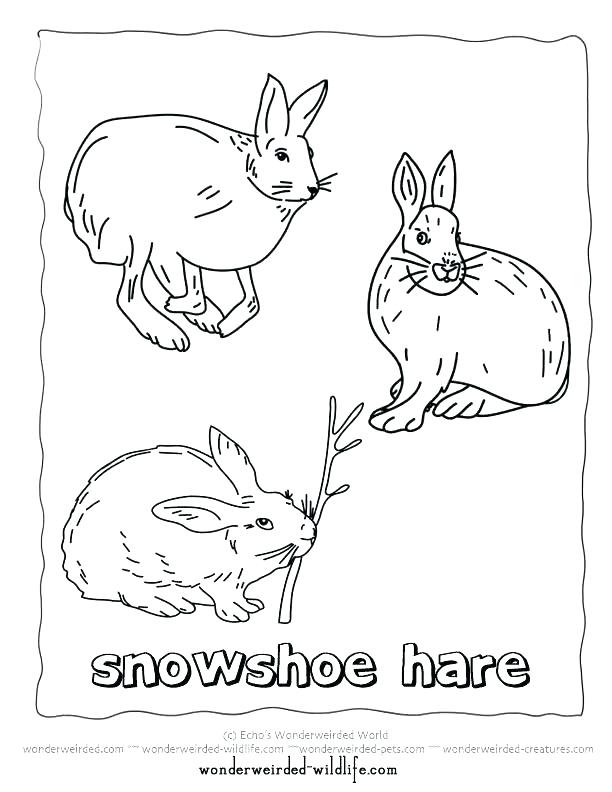 612x792 Arctic Animal Coloring Pages Arctic Animal Coloring Pages Arctic
