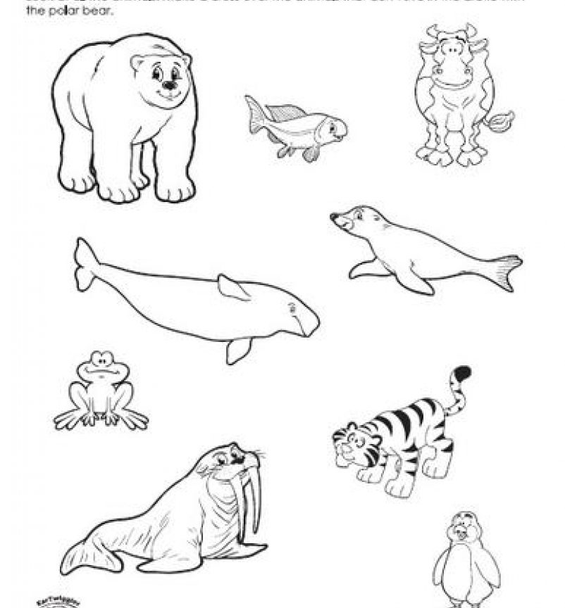 802x864 Arctic Animals Coloring Pages Adult General For Preschoolers Free