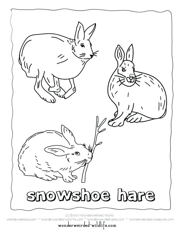 612x792 Arctic Animal Coloring Pages Polar Animals Coloring Pages Polar