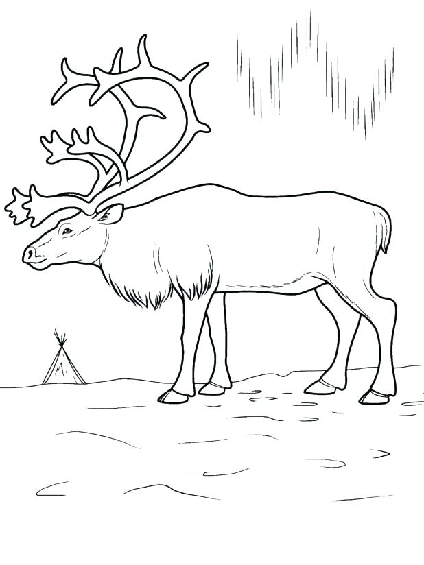 618x824 Arctic Animals Coloring Pages For Preschoolers Free Polar Bear