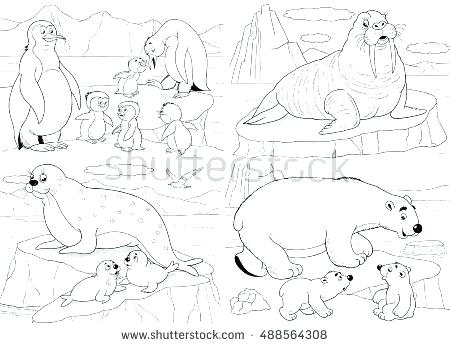 450x347 Arctic Animals Coloring Pages For Preschoolers Polar Fuhrer Von