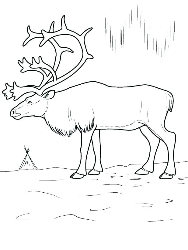 618x824 Arctic Coloring Pages Arctic Fox Coloring Page Arctic Fox 1 Animal