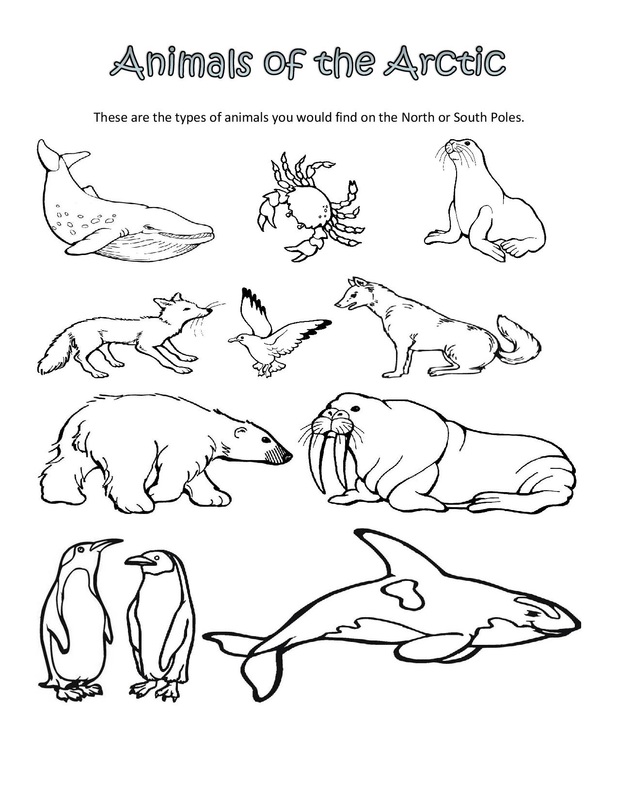 618x800 Arctic Coloring Pages 20 Arctic Animal Coloring Pages Free