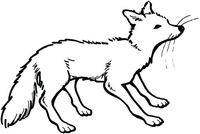650x438 Arctic Fox Coloring Page Fox Coloring Page Arctic Fox Coloring